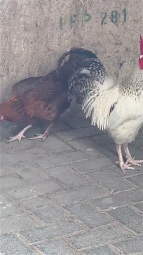 #husbandsothanaigal #funny #comedy #funnyvideo #funny_chicken #kozhi_koodam #tamilshorts #shorts