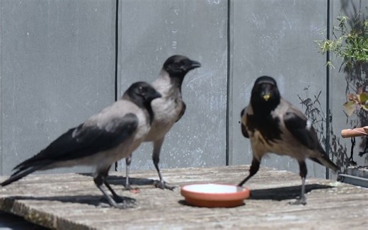 乌鸦的11种叫声（语言）