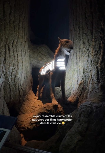 À quoi ressemble vraiment le Patronus des films Harry Potter