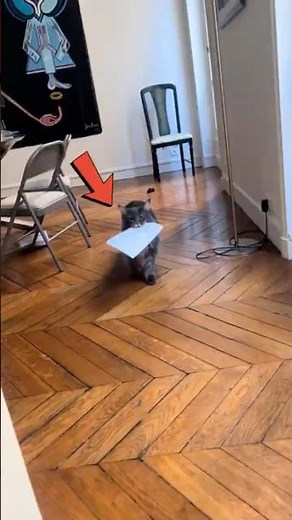 TOP 3 Smart Cats You Won’t Believe