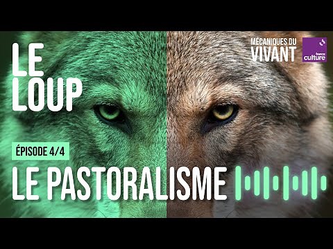Loup vs élevage : comprendre cette guerre (4/4) | Mécaniques du vivant, saison 1 : le loup