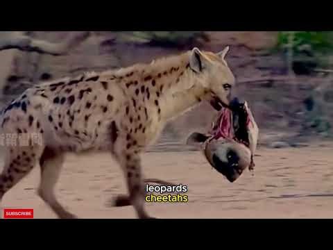 Why Hyenas Eat Their Own Kind: The Harsh Reality of Survival