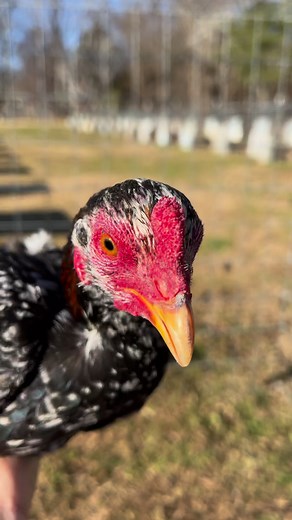 Boneyard farm on Reels