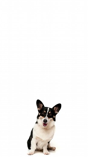 🐾🐾🐾 Corgi Con Presents “STUMPYCON” ⭐️ A Celebration of Dogs Shorter in Stature ⭐️ 🎡 Come Join Us On Saturday, 4/20 Alameda County Fairgrounds in Pleasanton 10am - 5pm 🎾 Enjoy Our Stumpy Mart Filled With Pawsome Vendors, Stumptastic Events and Food Trucks Galore! 🎟️ Discounted Advance Tickets Available Now (link in bio) #stumpycon #corgicon #dogs #corgi #pugsofinstagram #frenchiesofinstagram #dachshund #bassethound #bulldog #pomeranian #yorkie #swedishvallhund #terrier #event #sanfrancisco 