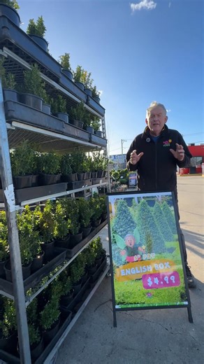 2.8K views | Create an elegant, gorgeous garden for so cheap. ✨ Get your Free Weeping Cherry here: https://www.thetutuguru.com.au/sales-specials/weeping-cherry-tree-offer/ #hellohelloplants #nursery #melbourne #australia #beautifulplants #FreeWeepingCherry #hedge #greenfoliage #EnglishBox | Hello Hello Plants & Garden Supplies | Facebook