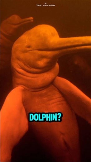Dolphins, but in fresh water?