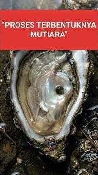 How Are Pearls Made Inside Oysters?! The Surprising Science Behind Natural and Cultured Pearls