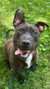 Say ‘Aloha’ to our longest residents! 🌺🐾 Lilo taught us that “Ohana means family, and family means no one gets left behind… or forgotten“ These pups have been with us the longest — waiting, hoping, and wagging through it all. Now, it’s their turn to find a place where they’ll be cherished, cuddled, and loved unconditionally 🏡💛 Drop in between 12-4pm and expand your Ohana by adopting today! 🌊🐶✨ | Metro Nashville Animal Care and Control