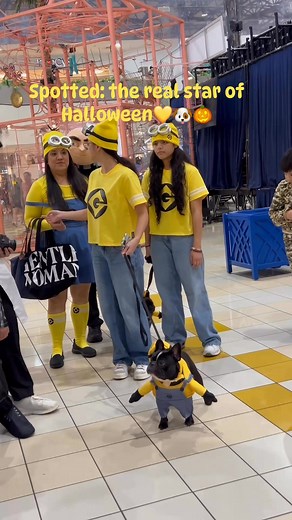Halloween fun at Micronesia Mall! 🎃💛 Caught the cutest Minion crew during the Trick or Treat event…and yes, even their dog was dressed up! 🐶💛 #MicronesiaMall #Halloween2025 #Minions #CuteDog #TrickOrTreat #HalloweenCostumes #DogCostume #MinionDog #HalloweenFun #FamilyEvent #Guam | WGV Vlogs