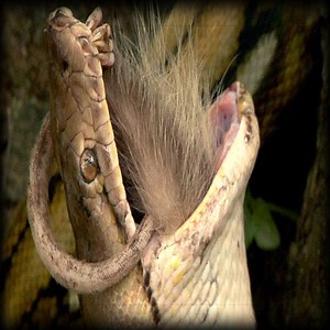 Python vs Opossum - Dangerous Animals | Daily Reptile