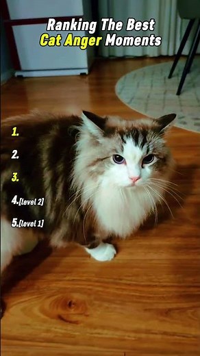 Ranking The Best Cat Anger Moments