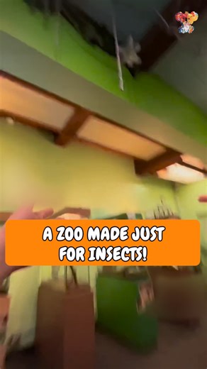 A zoo for insects! | Crafty Koala | Facebook