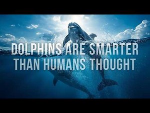 The Secret Intelligence of Dolphins 🐬