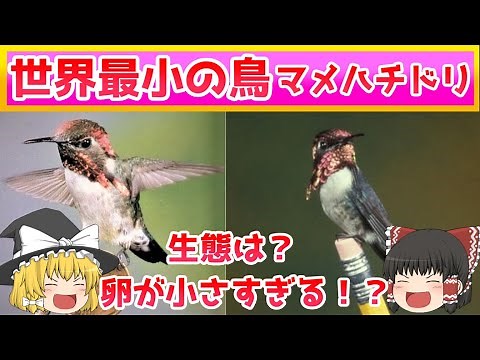 【ゆっくり解説】世界最小の鳥マメハチドリの生態を紹介！食べ物は？卵もちっちゃい！？