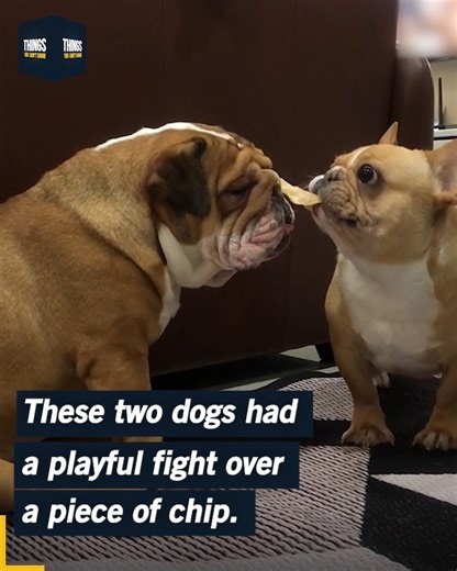 Reaction like a turtle 😂🤣 | Things You Don't Know