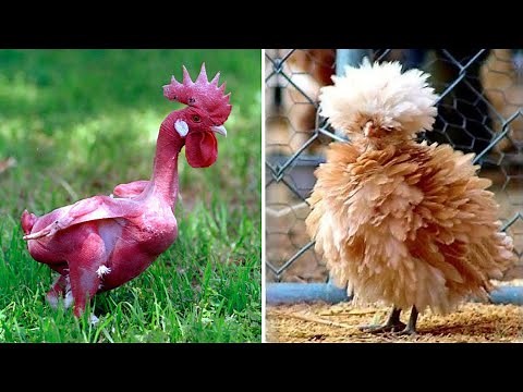 20 EXOTIC CHICKEN BREEDS THAT WILL SURPRISE YOU!