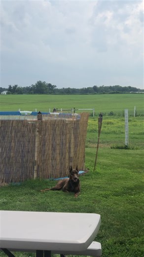 Discover Indiana's Amish Heritage Through Adams County
