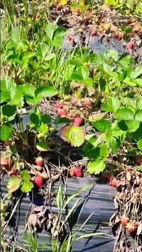 #Strawberry farm#Strawberry picking in Krakow 2026#Zbiór Truskawek w Krakowie#Gospodarstwo Truskawek