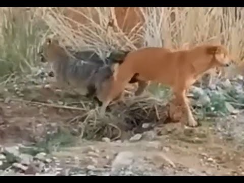 Crazy! Dog mating with Fox, Crossbreeding between dogs and wolves creates a new species