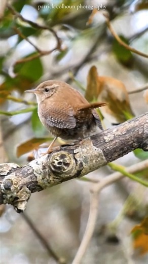 wren calling #bird #nature