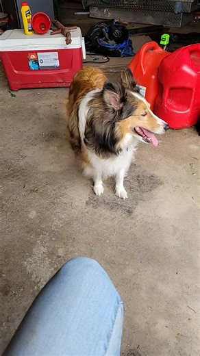 Sheltie shedding season #sheltie #sheltiesoftiktok #shelties #sheltielove #shetlandsheepdog #sheepdogs #shedding