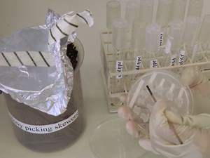 Reporter-based Growth Assay for Systematic Analysis of Protein Degradation