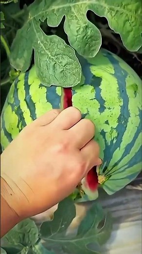 Exploding a Watermelon with Rubber Bands! 🔥 (Challenge/Experiment) #watermelon