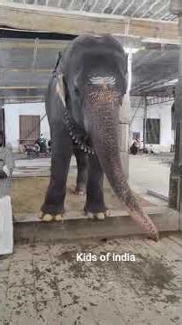 Mangalam - named Dancing Elephant @Kumbeswara Temple