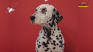 887 reactions · 326 shares | Avec des plis, des pois ou à poils durs,...