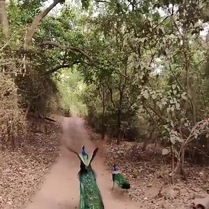🌿🦚 The Indian peafowl, or blue peacock, is truly breathtaking. You can find them not only in the forests and jungles of India but also wandering near villages and sometimes even on the edges of cities. Their shimmering plumage glitters with shades of blue, green, and gold, catching the sunlight like living jewels. When a peacock spreads its tail into a full fan, it’s almost otherworldly — each feather is marked with an “eye” pattern that seems to watch you, a dazzling display of nature’s artis