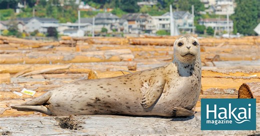 The Estuary Smothered by a Thousand Logs | Hakai Magazine