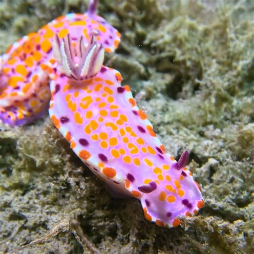 GoPro Hero 13 and Inon UCL G55 #scubadiving