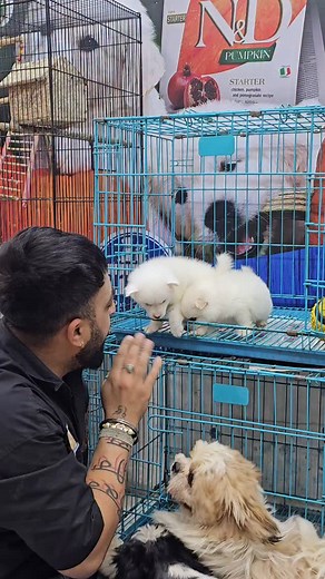 34K views · 5.6K reactions | Mere pyare bache 凉凉 . . . . . . #puppyshuppy #puppies #trending #funnyvideos #puppylove #doglife #dogsofinstagram #dogofig #fun #instalike #insta #reelitfeelit #viralreels #viraldog #puppyshuppy35 #search #ludhiana #india #foglovers | Puppyshuppy | Facebook