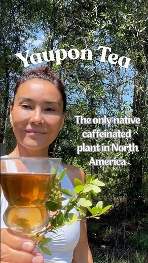 Harvesting the only caffeinated plant native to North America- Yaupon Tea
