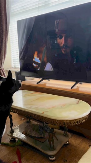 115 reactions · 9 comments | Barney enjoying pirates of the Caribbean #piratesofthecaribbean | Stephen Kelleher | Facebook