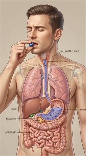 What Really Happens When You Eat Blueberries? | Realistic Human Digestive System Animation (4K)