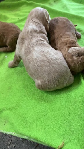 F1 b mini golden doodle puppies are three weeks old they're markings are very cute thing they are progressing nicely growing as they should. They are right on track. I will post some individual pictures of them in the next few days. Stay tune, #MiniGoldenDoodlePuppies #MiniGoldenDoodlePuppyLove #PuppyLove #ILovepuppies #IWantOneOfThose, #LifeIsGreat #LifeIsBetterWithADog #EmotionalSupportAnimal #EmotionalSupportPet | Doodles4love | Facebook