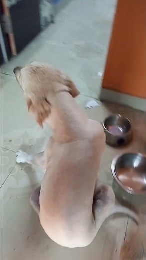 Golden retriever summer cut full shave