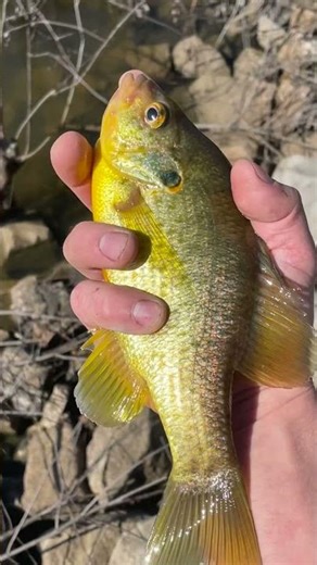 Winter time shellcracker on hair jigs and bobbers #fishing