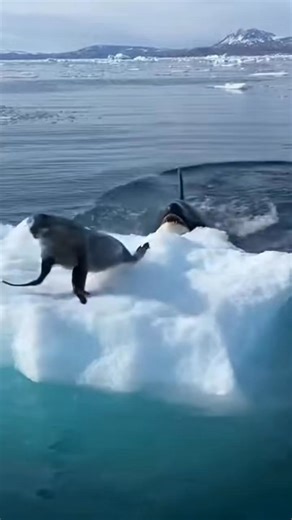 1.2M views · 4.3K reactions | Orca vs Seal showdown — and the tourists on this boat had front-row seats to pure ocean chaos ⚡ Insane moment caught on camera. #fblifestyle | Zack Orca Films | Facebook