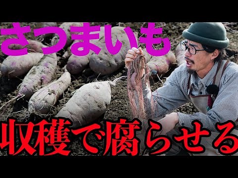 さつまいもは収穫直後の処理がとても大事です