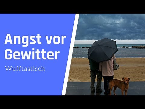 Angst vor Gewitter? ▶︎ So hilfst du deinem Hund! ⚡️