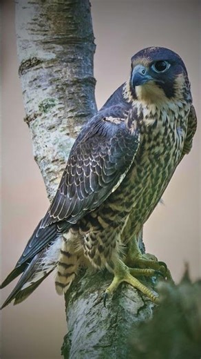 🦅 Falcon — grace in the sky, power in flight, master of speed#Falcon#Falcons