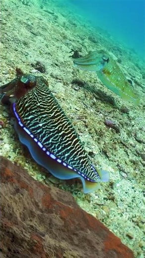 🦑 Cuttlefish Ink Trick (Mind-Blowing)