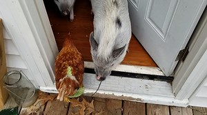 1.9K views · 403 reactions | Charlotte, Pumpkin, and Millie don't...