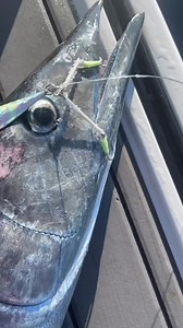 Where would you go on your LIVE board? @themikelfishtory with some epic trips with the slow pitch jig offshore #whatdoyoulivefor #liveitup https://www.livewatersports.com/boards/l4expedition | LIVE Watersports