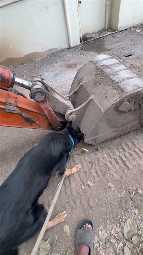 Scent training | k9 | nose work | escavation | German shepherd | dog training #caninecompanions