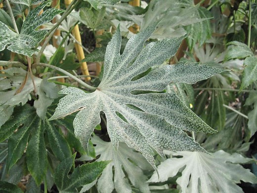 How to Grow and Care for Fatsia Spider Web