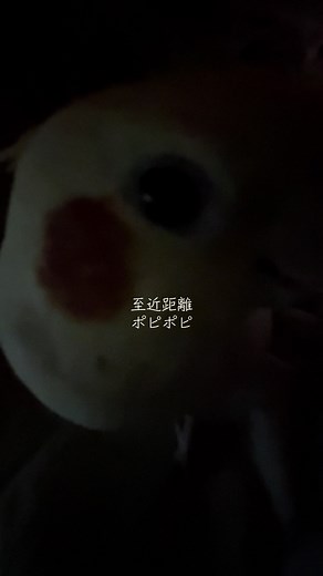 うちのぽっぴ〜〜おすすめの盆踊り