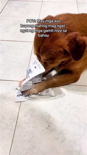 Effective po siya so far hindi nila masira sira yan 😂 #fyp #fypシ゚ #lifestyle #pets #dog